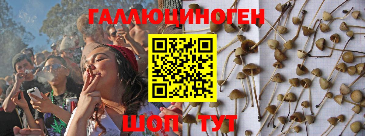 Алейск  Псилоцибиновые грибы прущие грибы  Вход с VPN 